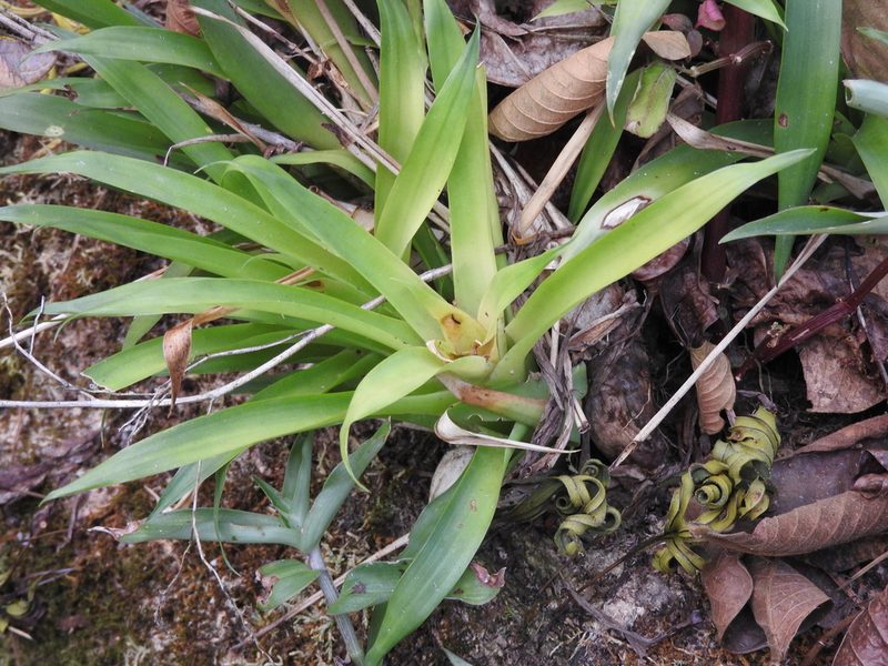 Catopsis paniculata, photographed by Alexis López Hernández