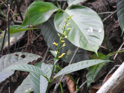 Odontonema glabrum, photographed by Alexis López Hernández