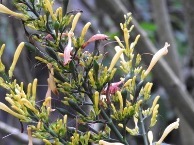 Odontonema glabrum, photographed by Alexis López Hernández
