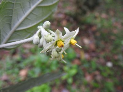 Solanum schlechtendalianum, photographed by Alexis López Hernández