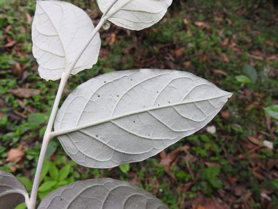 Solanum schlechtendalianum, photographed by Alexis López Hernández