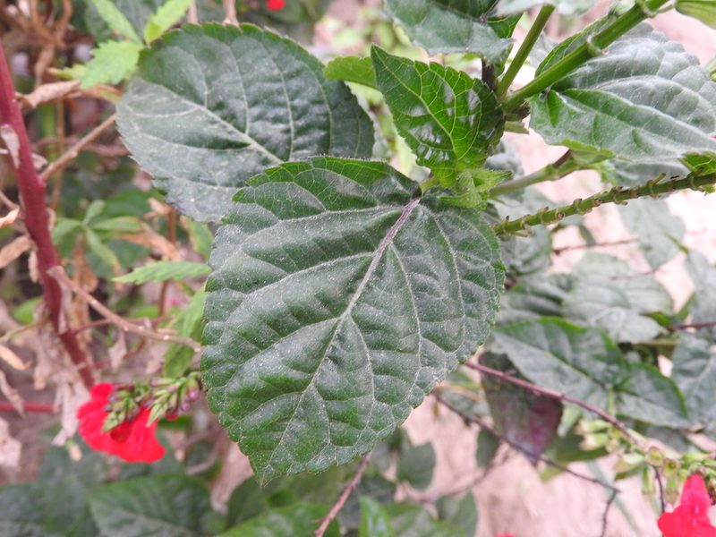 Salvia miniata, photographed by Alexis López Hernández