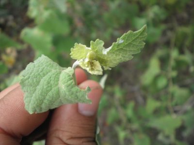 Ambrosia cordifolia, photographed by Miguel Moreno