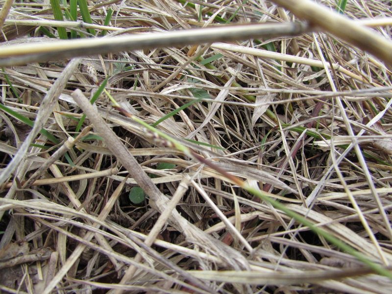 Carex richardsonii, photographed by Chris Hoess