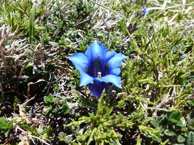 Gentiana occidentalis, photographed by eamonccorbett