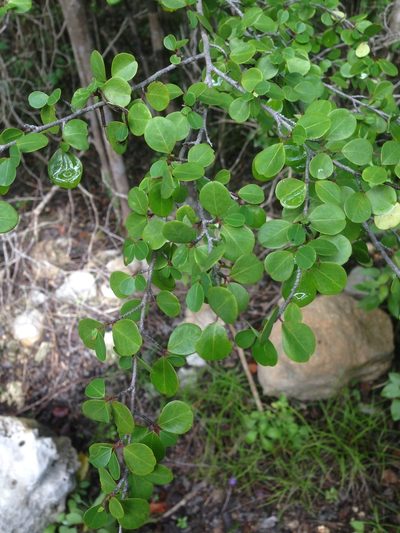 Erythroxylum rotundifolium, photographed by Adam J. Searcy