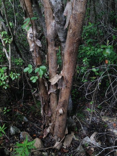 Erythroxylum rotundifolium, photographed by Adam J. Searcy