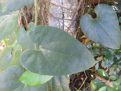 Aristolochia pilosa, photographed by Alexis López Hernández