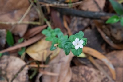 Serissa japonica, photographed by Cheng-Tao Lin