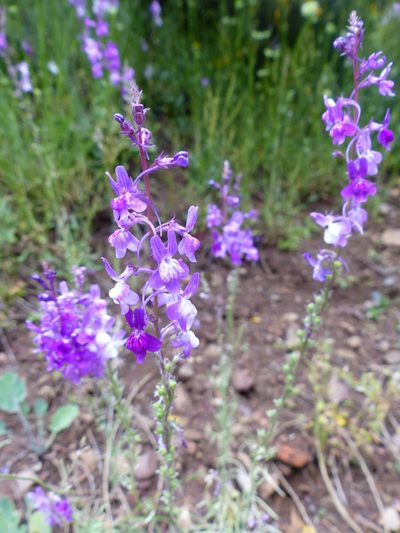 Linaria elegans, photographed by eamonccorbett