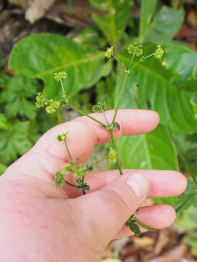 Sanicula liberta, photographed by Lena Struwe
