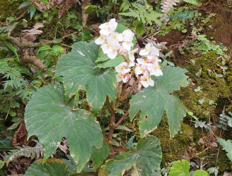 Begonia broussonetiifolia, photographed by Lena Struwe