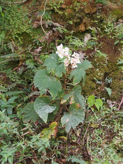 Begonia broussonetiifolia, photographed by Lena Struwe