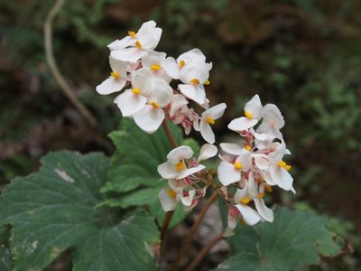 Begonia broussonetiifolia, photographed by Lena Struwe