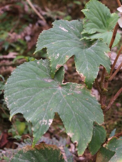 Begonia broussonetiifolia, photographed by Lena Struwe