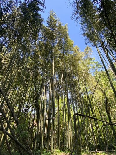 Phyllostachys reticulata, photographed by Emily Summerbell