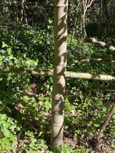 Phyllostachys reticulata, photographed by Emily Summerbell