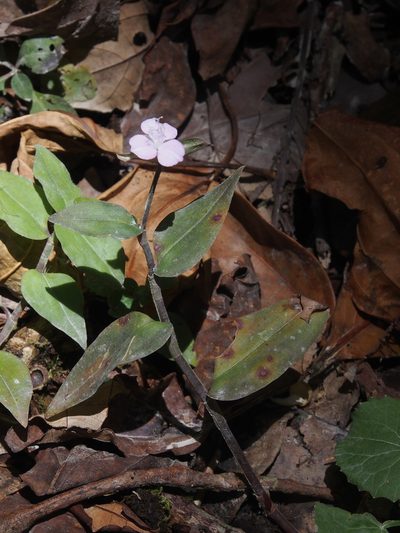 Tradescantia poelliae, photographed by Lena Struwe