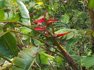Heliconia tortuosa, photographed by Lena Struwe