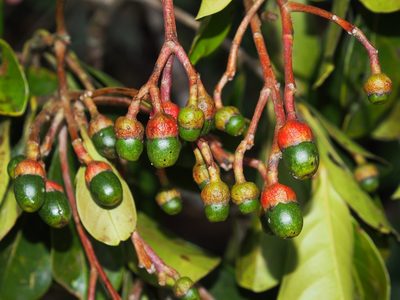 Ocotea insularis, photographed by Lena Struwe