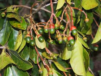 Ocotea insularis, photographed by Lena Struwe