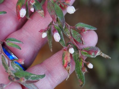 Centradenia inaequilateralis, photographed by Lena Struwe