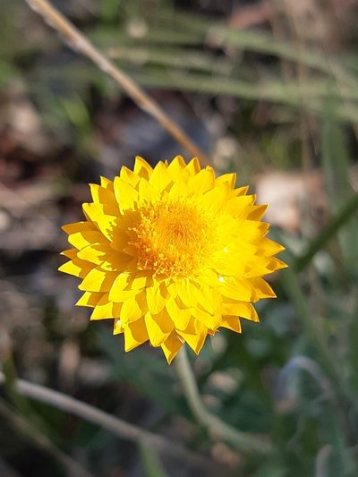 Leucochrysum albicans, photographed by Matthew Lincoln