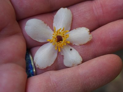 Saurauia montana, photographed by Lena Struwe