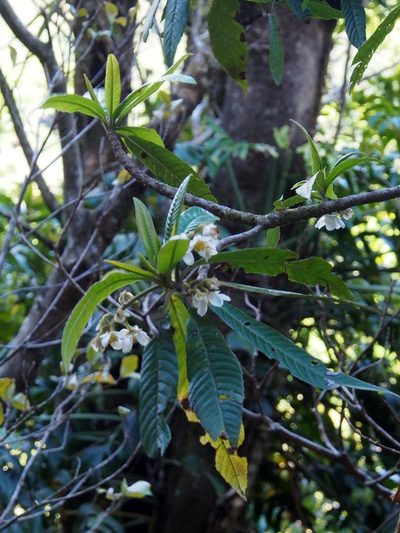 Saurauia montana, photographed by Lena Struwe