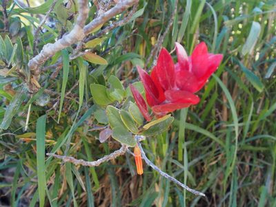 Macleania insignis, photographed by Lena Struwe