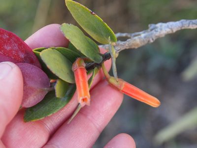 Macleania insignis, photographed by Lena Struwe