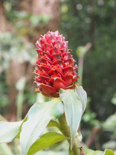 Costus montanus, photographed by Lena Struwe