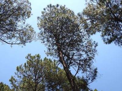Pinus tecunumanii, photographed by Neptalí Ramírez Marcial