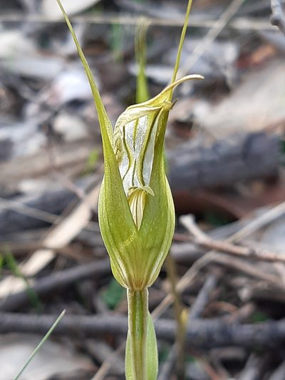 Pterostylis ampliata, photographed by Matthew Lincoln