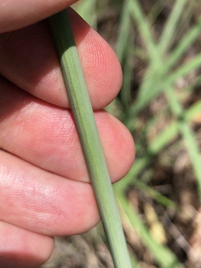 Cyperus conicus, photographed by elawrey
