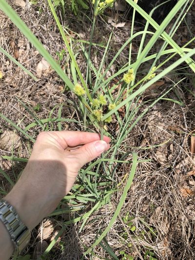 Cyperus conicus, photographed by elawrey