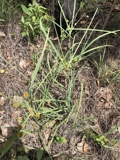 Cyperus conicus, photographed by elawrey