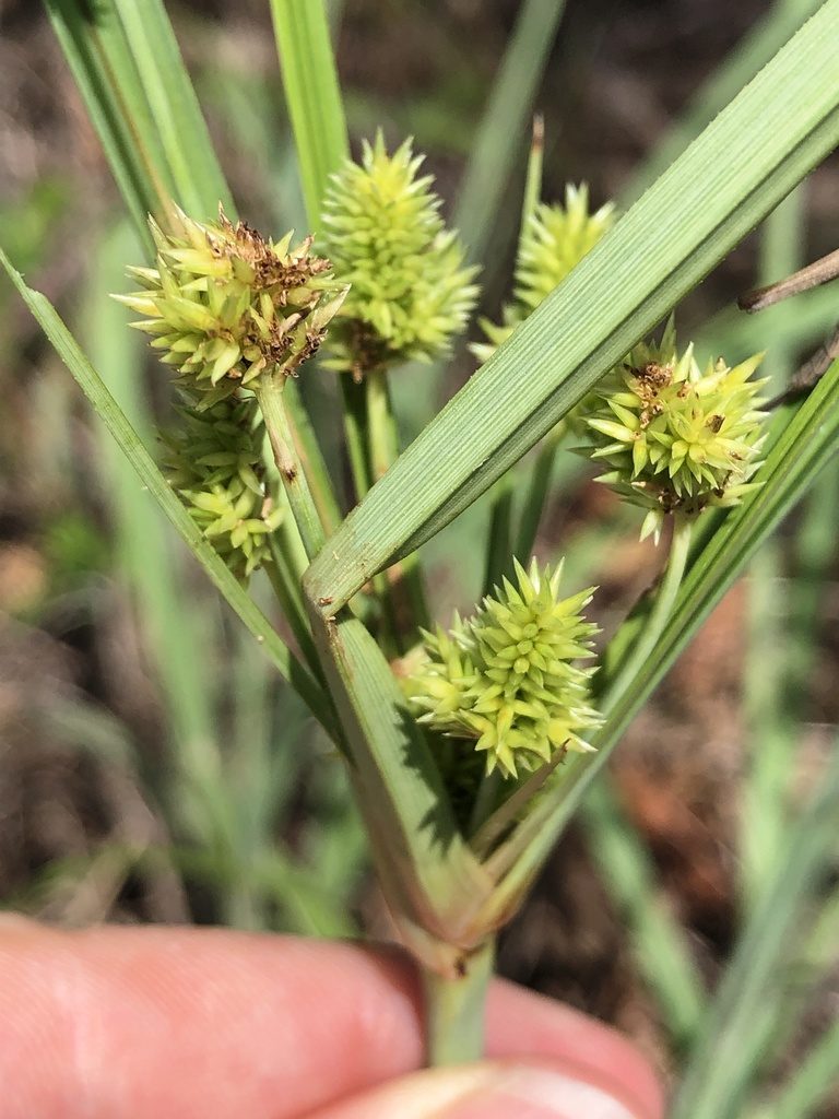 Cyperus conicus, photographed by elawrey