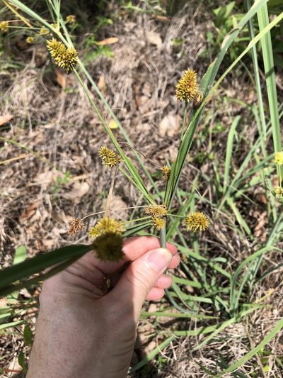 Cyperus conicus, photographed by elawrey
