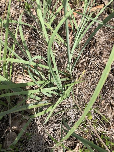 Cyperus conicus, photographed by elawrey