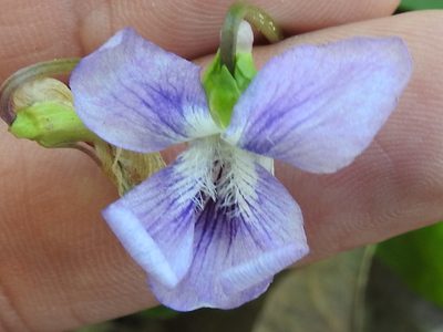 Viola palmata, photographed by Sam Kieschnick
