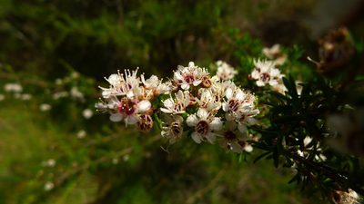 Kunzea ericoides, photographed by Sarah Richardson