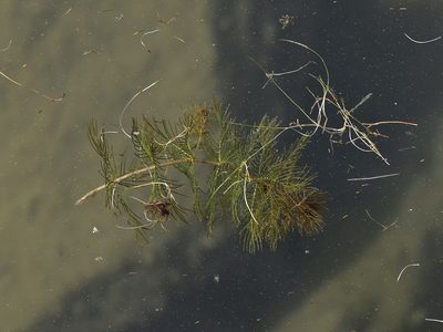 Myriophyllum sibiricum, photographed by Nasser Halaweh
