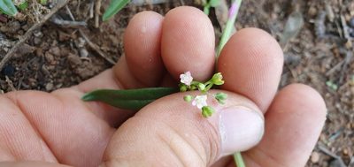 Gisekia pharnaceoides, photographed by Nic Knott-Craig