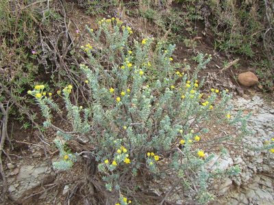 Euryops empetrifolius, photographed by douglaseustonbrown