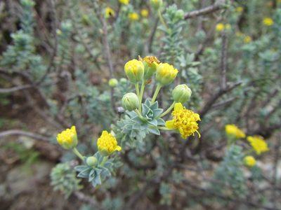 Euryops empetrifolius, photographed by douglaseustonbrown