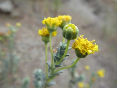 Euryops empetrifolius, photographed by douglaseustonbrown