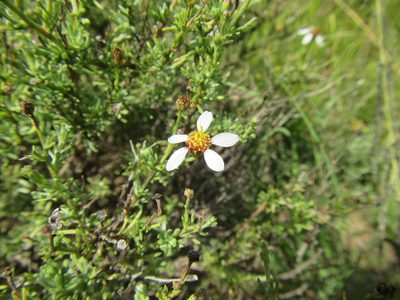 Phymaspermum parvifolium, photographed by douglaseustonbrown
