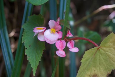 Begonia dipetala, photographed by Stefano Menchetti