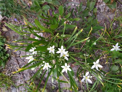 Ornithogalum woronowii, photographed by Сергей Крыленко